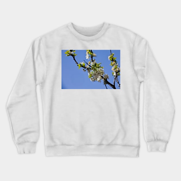 Plum Blossom in Springtime Crewneck Sweatshirt by Violaman